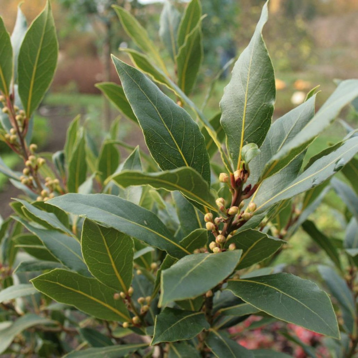 Лавр благородный (Laurus nobilis) - ваша изысканная зелень Лавр благородный (Laurus nobilis) - ваша изысканная зелень