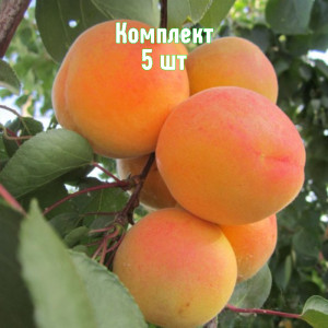 Саженцы Комплект 5шт / Абрикос Крымский Амур