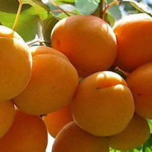 Саженцы Абрикос Сибиряк Байкалова