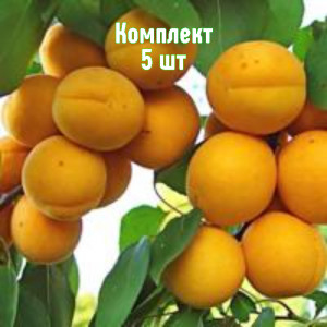 Саженцы Комплект 5шт / Абрикос Уралец