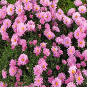 Саженцы Комплект 5шт / Астра Розовый осенний привет